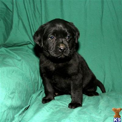 Puppies in OH
